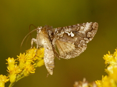 Syngrapha alias