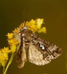 Syngrapha alias