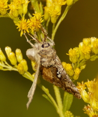 Syngrapha alias