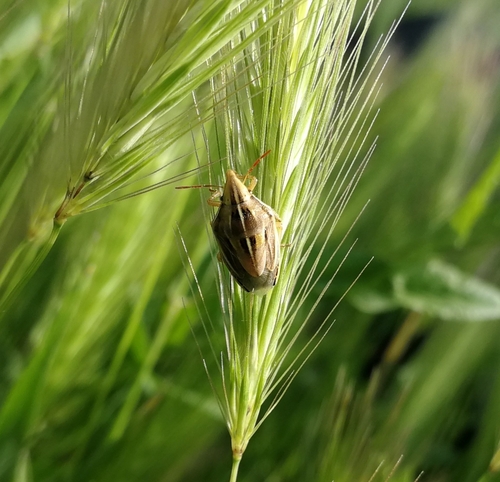 bzdocha nosatá (Aelia rostrata)