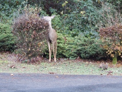 Odocoileus hemionus columbianus