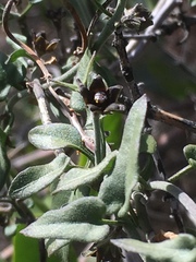 Matelea parvifolia