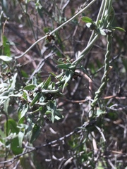 Matelea parvifolia
