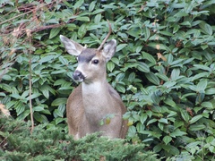 Odocoileus hemionus columbianus