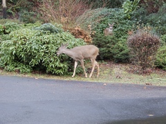 Odocoileus hemionus columbianus