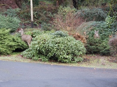 Odocoileus hemionus columbianus