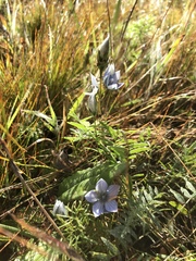 Lomatogonium carinthiacum
