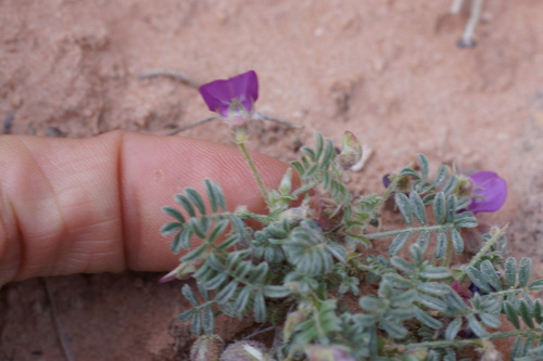 Image of Rimrock Milkvetch (Astragalus desperatus) by (c) Lyrae, some rights reserved (CC BY)