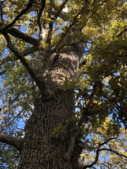Quercus similis