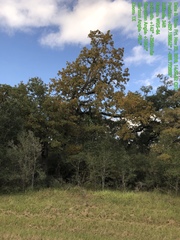 Quercus similis