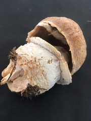 Agaricus crocodilinus