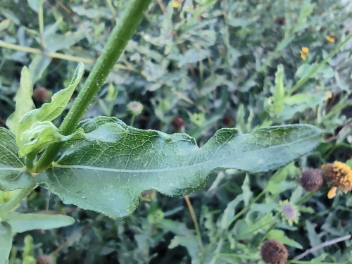 Image of Helianthus laciniatus by (c) Mauricio Calderón, some rights reserved (CC BY)