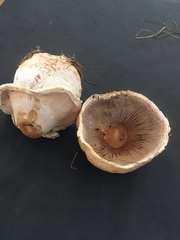 Agaricus crocodilinus