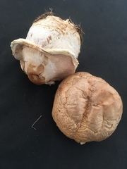 Agaricus crocodilinus