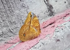 Opsiphanes boisduvallii