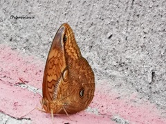 Opsiphanes boisduvallii