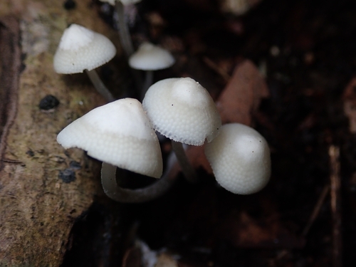 Favolaschia manipularis