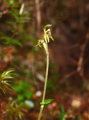 Townsonia deflexa