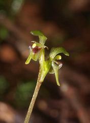 Townsonia deflexa