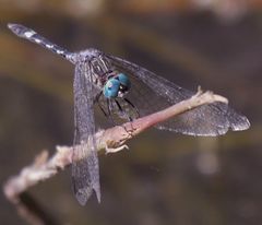 Micrathyria longifasciata