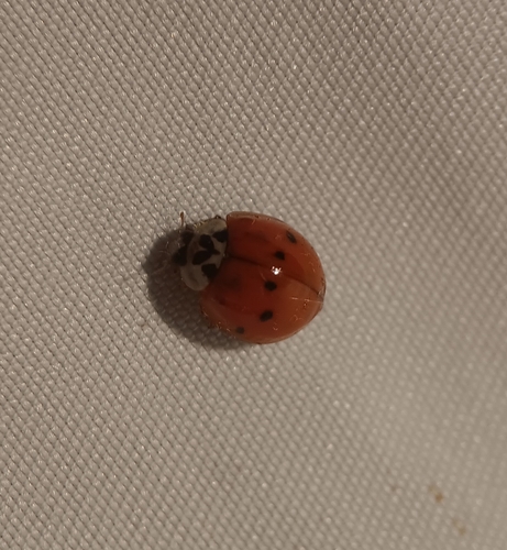 Asian Lady Beetle photographed in Rhode Island