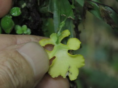Erycina