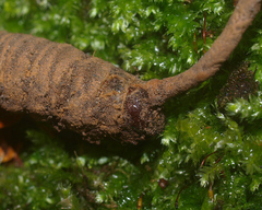 Aoraia enysii