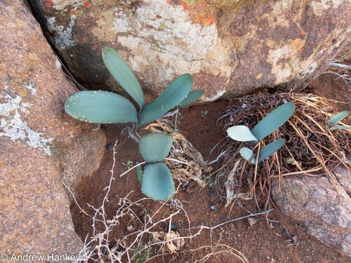 Haemanthus barkerae
