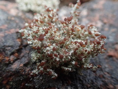 Stereocaulon dactylophyllum