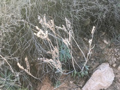 Dudleya saxosa collomiae