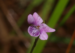 Viola lyallii