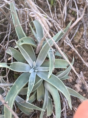 Dudleya saxosa collomiae