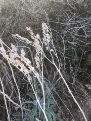 Dudleya saxosa collomiae