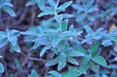 Salvia leucophylla