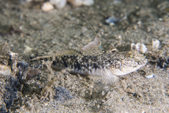 Eastern Longfin Goby photo 5