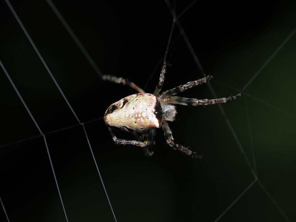 Eriophora from 日本、〒193-0841 東京都八王子市裏高尾町 on May 28, 2023 at 02:29 PM by ...