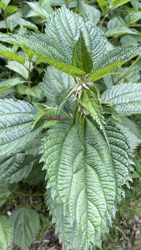 Boehmeria sieboldiana observed 2023-05-28