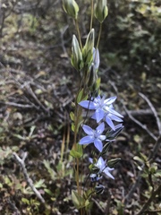 Lomatogonium carinthiacum