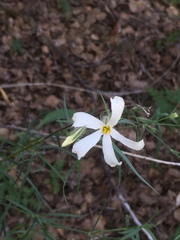 Phlox tenuifolia