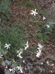 Phlox tenuifolia