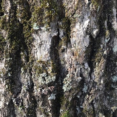 Dictyocatenulata alba