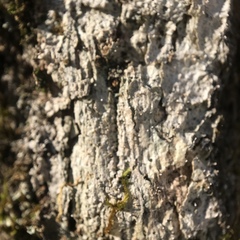 Dictyocatenulata alba