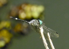 Micrathyria ocellata