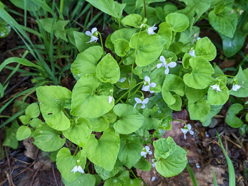 Viola verecunda iNat (3)