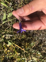Gentianopsis barbata