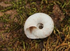 Anguispira strongylodes