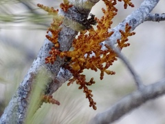 Arceuthobium vaginatum cryptopodum