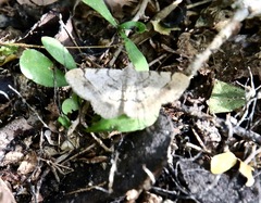 Digrammia ocellinata