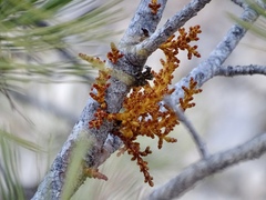 Arceuthobium vaginatum cryptopodum