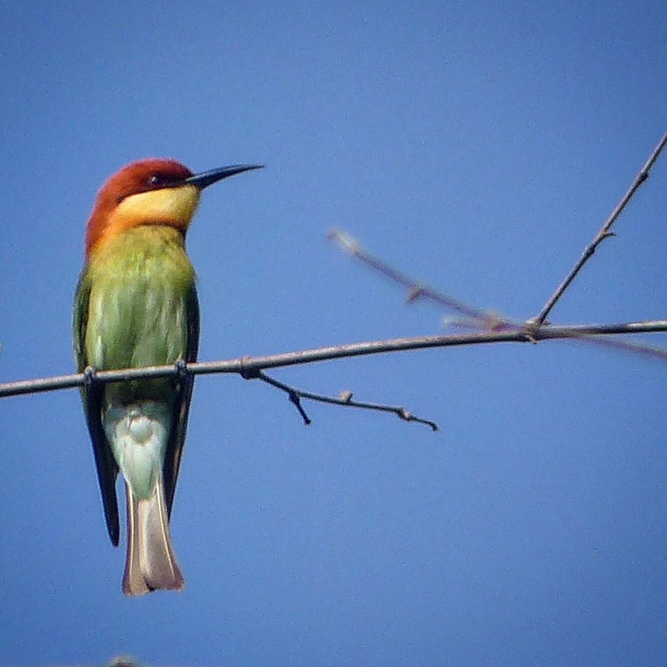 Chestnut-headed Bee-eater